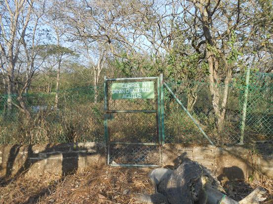 CRA VALORA ESTADO DEL CAIMÁN ENCONTRADO EN JUAN DE ACOSTA