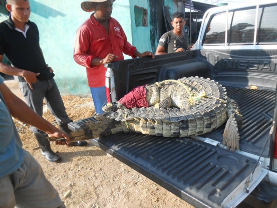 CRA VALORA ESTADO DEL CAIMÁN ENCONTRADO EN JUAN DE ACOSTA