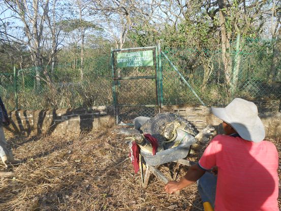 CRA VALORA ESTADO DEL CAIMÁN ENCONTRADO EN JUAN DE ACOSTA