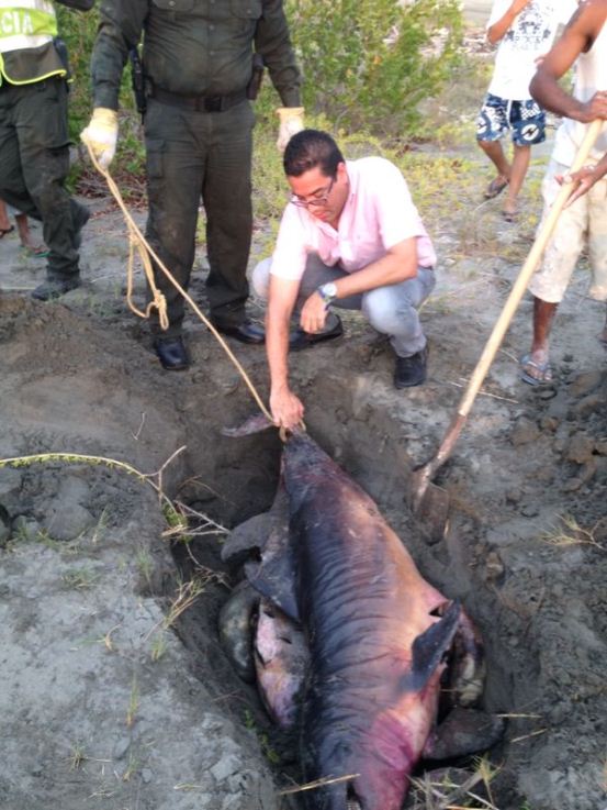 En Playa Mendoza, Atlántico<br /> C.R.A DESCARTA QUE MUERTE DE DELFINES OBEDECIERA A CONTAMINACIÓN AMBIENTAL - Corporación Autónoma Regional del Atlántico | C.R.A - Luego de recibir una llamada por parte de residentes del sector Playa Mendoza, ubicado en el municipio de Juan de Acosta denunciando la presencia de dos delfines muertos, la Corporación Autónoma Regional del Atlántico –CRA, en compañía de la Policía Ambiental Departamental, atendieron el llamado de la comunidad e hicieron presencia en el sector, con la finalidad de determinar las posibles causas de la muerte de dichas especies.