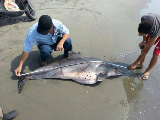 En Playa Mendoza, Atlántico<br /> C.R.A DESCARTA QUE MUERTE DE DELFINES OBEDECIERA A CONTAMINACIÓN AMBIENTAL - Corporación Autónoma Regional del Atlántico | C.R.A - Luego de recibir una llamada por parte de residentes del sector Playa Mendoza, ubicado en el municipio de Juan de Acosta denunciando la presencia de dos delfines muertos, la Corporación Autónoma Regional del Atlántico –CRA, en compañía de la Policía Ambiental Departamental, atendieron el llamado de la comunidad e hicieron presencia en el sector, con la finalidad de determinar las posibles causas de la muerte de dichas especies.