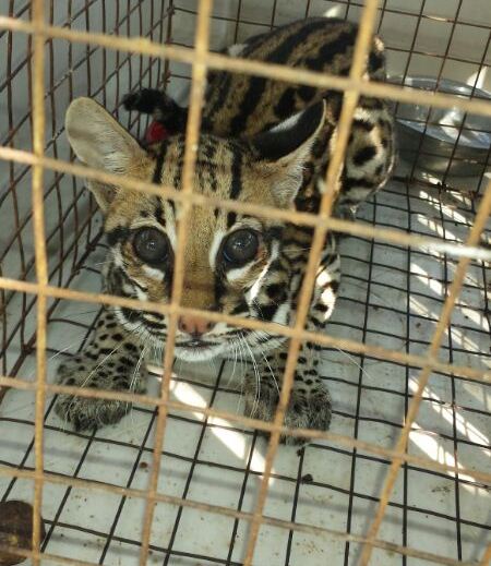 EN SEMANA SANTA CRA DECOMISA ESPECIES DE FAUNA Y FLORA, EN OPERATIVOS DE CONTROL Y VIGILANCIA. EN SEMANA SANTA CRA DECOMISA ESPECIES DE FAUNA Y FLORA, EN OPERATIVOS DE CONTROL Y VIGILANCIA.