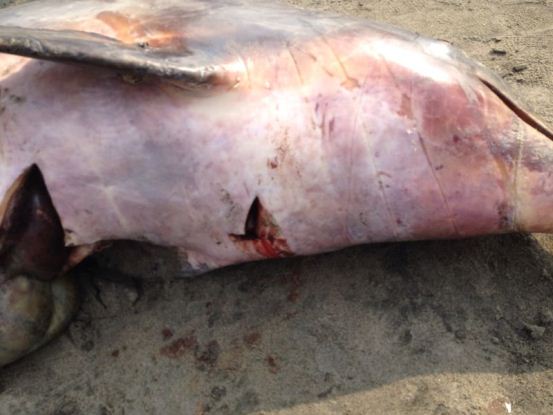 En Playa Mendoza, Atlántico<br /> C.R.A DESCARTA QUE MUERTE DE DELFINES OBEDECIERA A CONTAMINACIÓN AMBIENTAL - Corporación Autónoma Regional del Atlántico | C.R.A - Luego de recibir una llamada por parte de residentes del sector Playa Mendoza, ubicado en el municipio de Juan de Acosta denunciando la presencia de dos delfines muertos, la Corporación Autónoma Regional del Atlántico –CRA, en compañía de la Policía Ambiental Departamental, atendieron el llamado de la comunidad e hicieron presencia en el sector, con la finalidad de determinar las posibles causas de la muerte de dichas especies.
