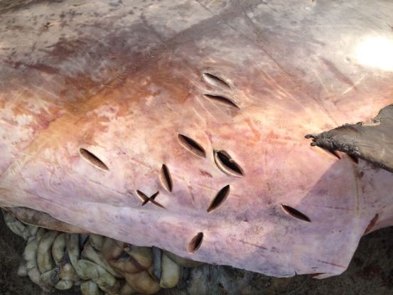 En Playa Mendoza, Atlántico<br /> C.R.A DESCARTA QUE MUERTE DE DELFINES OBEDECIERA A CONTAMINACIÓN AMBIENTAL - Corporación Autónoma Regional del Atlántico | C.R.A - Luego de recibir una llamada por parte de residentes del sector Playa Mendoza, ubicado en el municipio de Juan de Acosta denunciando la presencia de dos delfines muertos, la Corporación Autónoma Regional del Atlántico –CRA, en compañía de la Policía Ambiental Departamental, atendieron el llamado de la comunidad e hicieron presencia en el sector, con la finalidad de determinar las posibles causas de la muerte de dichas especies.