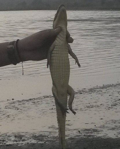 CRA LIBERA ESPECIES NATIVAS EN PELIGRO