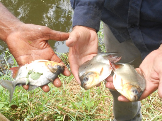 EN EL SUR DEL ATLANTICO, CRA CONTRIBUYE CON LA PRODUCTIVIDAD ACUÍCOLA