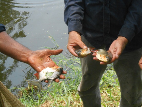 EN EL SUR DEL ATLANTICO, CRA CONTRIBUYE CON LA PRODUCTIVIDAD ACUÍCOLA