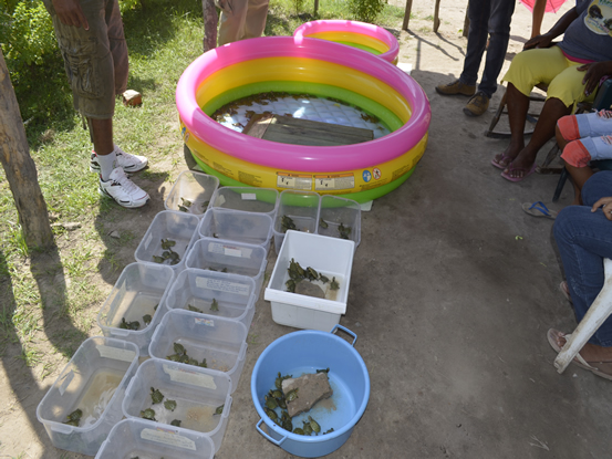 EN PONEDERA, 612 PERSONAS SE BENEFICIARON CON PROYECTO DE CONSERVACIÓN DE LA HICOTEA Y TORTUGA DE RÍO.