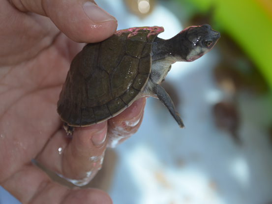 EN PONEDERA, 612 PERSONAS SE BENEFICIARON CON PROYECTO DE CONSERVACIÓN DE LA HICOTEA Y TORTUGA DE RÍO.