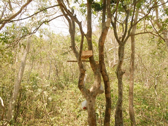 SUMINISTRANDO COMIDA Y BEBIDA, CRA BUSCA PROTEGER EL MONO COTUDO DURANTE LA SEQUÍA