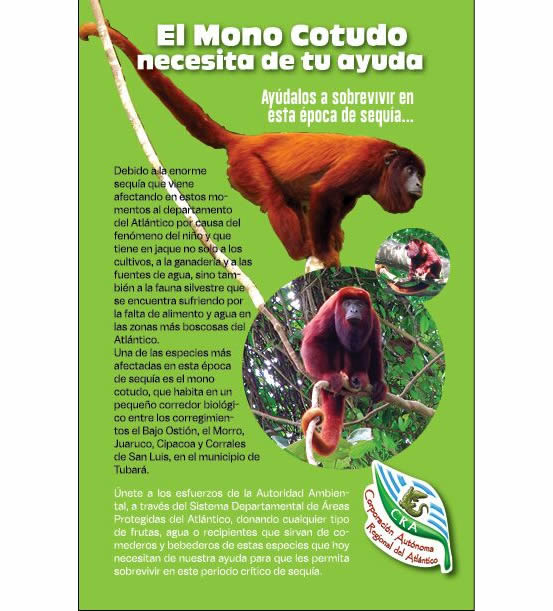 SUMINISTRANDO COMIDA Y BEBIDA, CRA BUSCA PROTEGER EL MONO COTUDO DURANTE LA SEQUÍA