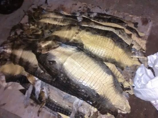 CRA INCAUTÓ 65 PIELES DE BABILLA EN BARANOA