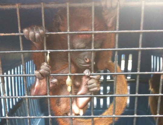 DECOMISAN FAUNA SILVESTRE EN PLAZA DE MERCADO DE SOLEDAD