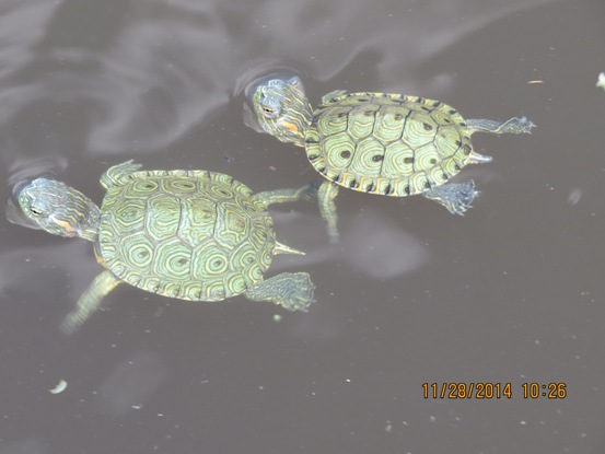 CRA LIBERA ESPECIES DE FAUNA EN EL ATLÁNTICO