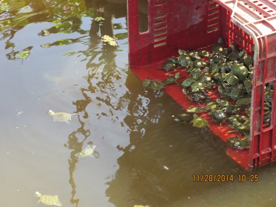 CRA LIBERA ESPECIES DE FAUNA EN EL ATLÁNTICO 