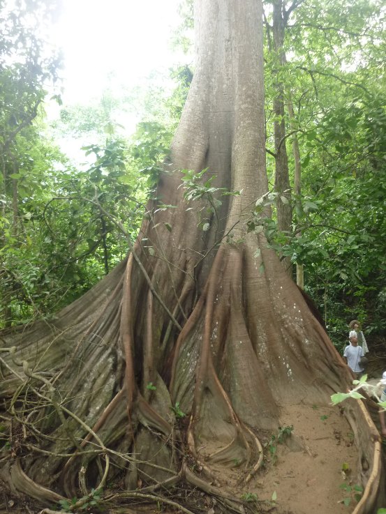El Palomar, 772 Hectáreas de exuberante vegetación en el Atlántico
