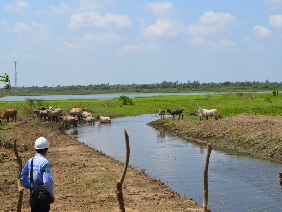 Inversión alcanza los $800 millones. <br />CRA AVANZA EN RECUPERACIÓN DEL COMPLEJO DE HUMEDALES DE MALAMBO Y PALMAR DE VARELA. - Corporación Autónoma Regional del Atlántico | C.R.A - CRA AVANZA EN RECUPERACIÓN DEL COMPLEJO DE HUMEDALES DE MALAMBO Y PALMAR DE VARELA." alt="Inversión alcanza los $800 millones. CRA AVANZA EN RECUPERACIÓN DEL COMPLEJO DE HUMEDALES DE MALAMBO Y PALMAR DE VARELA.">*&nbsp;Se intervienen ciénaga de Malambo. Además Caño Luisa y Caño Tigre en Palmar de Varela.* Actualmente los trabajos avanzan en un 70%. &nbsp;&nbsp;Con el fin de garantizar la sostenibilidad del complejo de humedales de la vertiente occidental del Río Magdalena, la Corporación Autónoma Regional del Atlántico, avanza en la rectificación, nivelación y recuperación ambiental del Caño de interconexión entre la Ciénaga del convento y la ciénaga de Malambo, los cuales impiden el correcto funcionamiento hidráulico y reducen la capacidad de almacenamiento de este ecosistema.&nbsp;En Malambo, las obras representan una inversión de $170 millones y consisten específicamente en retirar 2.657 M3 del caño que interconecta el sistema, como medida para reducir los efectos de los cambios que produce la variabilidad climática, que afectan actualmente todo el sistema hídrico que integra el Complejo de humedales del Río Magdalena y recuperar ambientalmente la flora y fauna de dicho ecosistema.&nbsp;Para ejecutar estas obras, la Corporación priorizó zonas vulnerables de cada municipio en 12.000 metros lineales para intervenir con limpieza, canalización, diques de protección y muros de contención, con inversiones que están encaminadas a la planificación territorial y obras civiles para la mitigación de este riesgo en zonas identificadas.&nbsp;En este sentido, se evidenció también la necesidad de realizar la rectificación, retiro de sedimentos y mantenimiento para recuperar la capacidad de drenaje de Caño Tigre y Caño Luisa, en el municipio de Palmar de Varela, que permitirá mejorar la interconexión hídrica con el Rio Magdalena y los complejos de humedales existentes en esta zona. En Tigre se extraen 2.787 m3 de sedimentos y en Luisa otros 4.100 m3 de sedimentos. Ambas obras suman una inversión de $538 millones.&nbsp;La CRA ejecuta estos trabajos en cumplimiento de su Plan de Acción 2012 – 2015, contempladas en el programa Gestión para la Prevención del Riesgo, a través del cual se trabaja para la reducción de la vulnerabilidad ante eventos de inundación y remoción en masa.&nbsp;&nbsp;Cabe resaltar, que en los mapas del departamento del Atlántico se observa que la zona de mayor susceptibilidad es el sur del departamento debido a su topografía, su cercanía con el río Magdalena y el Canal del Dique. En municipios como Malambo y Palmar de Varela, se observa que los riesgos de inundación están ligados a los arroyos y escorrentías superficiales que los afectan en temporadas de lluvias.&nbsp;Alberto Escolar, director de la CRA señaló que “durante los últimos años el Atlántico no ha sido ajeno al cambio climático, &nbsp;pasando primero por un Fenómeno de la Niña, el cual trajo consigo desastres e inundaciones, remociones en masa y erosión de suelos y actualmente enfrenta la llegada del fenómeno del Niño, con escasez de agua que incide directamente en los incendios forestales y desabastecimiento del recurso hídrico”, reiterando el compromiso de la CRA en continuar implementando acciones de mitigación a los efectos que se han generado.