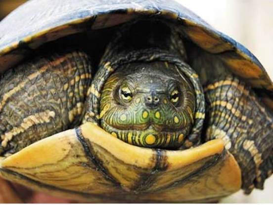 ANTES Y DURANTE SEMANA SANTA, CRA DECOMISÓ 464 ANIMALES