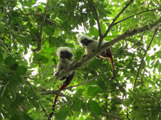 ATLÁNTICO, MODELO DE GESTIÓN PARA LA REGIÓN CARIBE EN CONSERVACIÓN DE ECOSISTEMAS