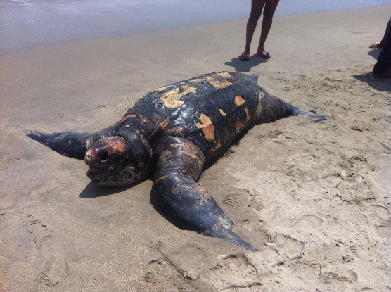 “SEGÚN UNIVERSIDAD DE FLORIDA, TORTUGA MARINA FUE MARCADA EN PANAMÁ”: CRA