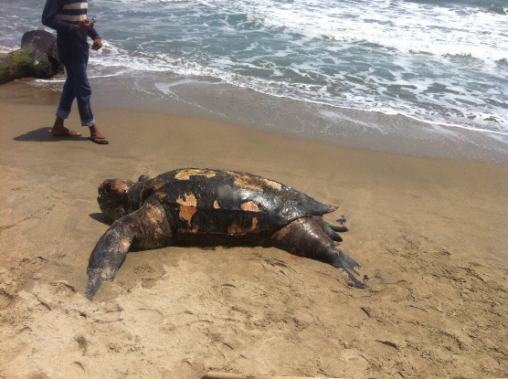 “SEGÚN UNIVERSIDAD DE FLORIDA, TORTUGA MARINA FUE MARCADA EN PANAMÁ”: CRA