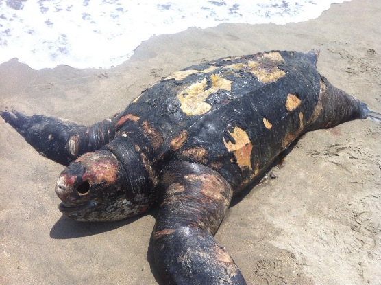 “SEGÚN UNIVERSIDAD DE FLORIDA, TORTUGA MARINA FUE MARCADA EN PANAMÁ”: CRA