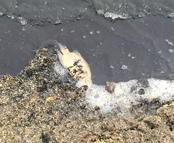 CRA ADOPTA MEDIDAS POR CONTAMINACIÓN EN MESOLANDIA