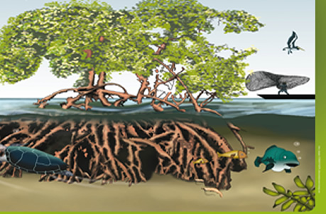 26 de Julio: “Día Internacional de los Manglares”