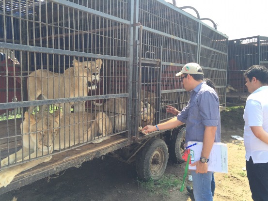 CRA REUBICA ESPECIES DE LEÓN Y UN TRIGRILLO