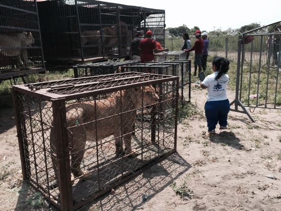 CRA REUBICA ESPECIES DE LEÓN Y UN TRIGRILLO