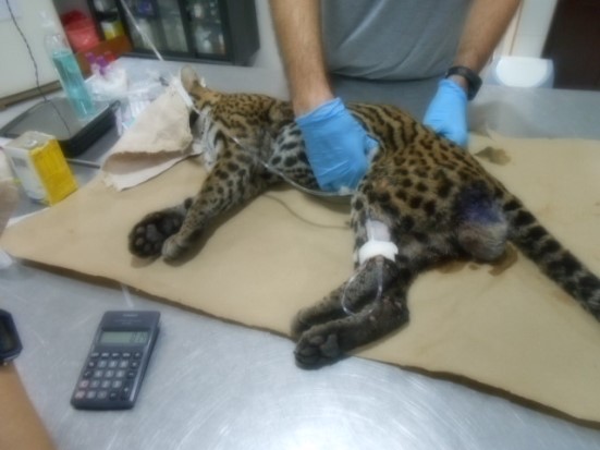 CRA REUBICA ESPECIES DE LEÓN Y UN TRIGRILLO