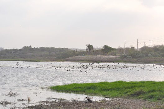ASÍ RETORNA LA VIDA AL LAGO EL CISNE