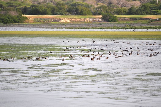 ASÍ RETORNA LA VIDA AL LAGO EL CISNE