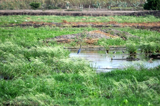 ASÍ RETORNA LA VIDA AL LAGO EL CISNE