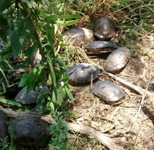 CRA libera Icoteas, tras decomiso de Policía Ambiental.