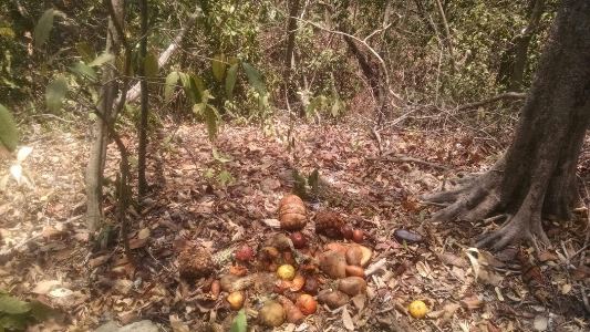 CON SUMINISTRO DE ALIMENTOS, CRA BUSCA MINIMIZAR IMPACTO DE SEQUÍA EN FAUNA DEL ATLÁNTICO
