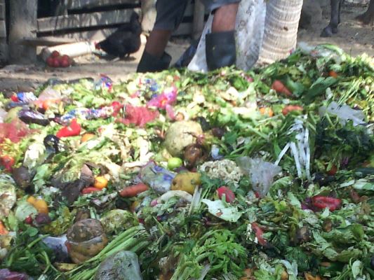 CON SUMINISTRO DE ALIMENTOS, CRA BUSCA MINIMIZAR IMPACTO DE SEQUÍA EN FAUNA DEL ATLÁNTICO CON SUMINISTRO DE ALIMENTOS, CRA BUSCA MINIMIZAR IMPACTO DE SEQUÍA EN FAUNA DEL ATLÁNTICO