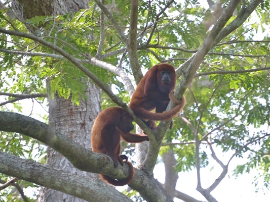 CRA Y UNDECO SE UNEN POR LA FAUNA DEL ATLÁNTICO