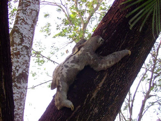 CRA Y UNDECO SE UNEN POR LA FAUNA DEL ATLÁNTICO