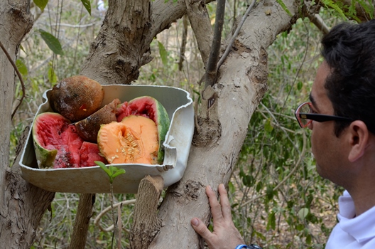 Seis toneladas de alimentos ha suministrado la CRA para fauna silvestre de reservas naturales.