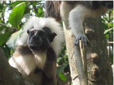 En el mes del Medio Ambiente “VUELVETE SALVAJE POR LA VIDA”