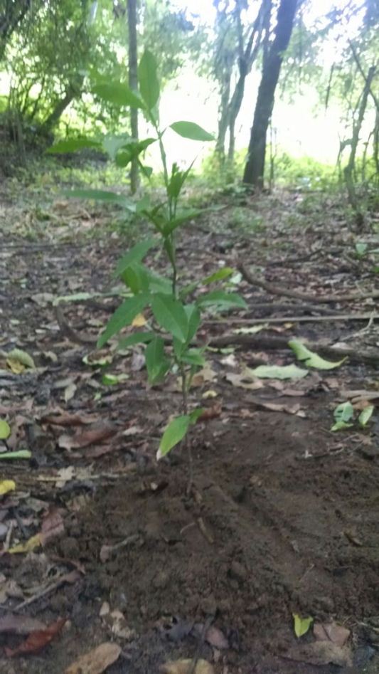 MEDIDAS DE ADAPTACIÓN AL CAMBIO CLIMÁTICO PROMUEVE C.R.A EN REPELÓN Y SABANALARGA