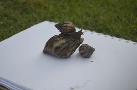 CRA CAPACITA SOBRE CARACOL AFRICANO. SE ADVIERTE SOBRE PRESENCIA DE ESPECIE EN EL ATLÁNTICO