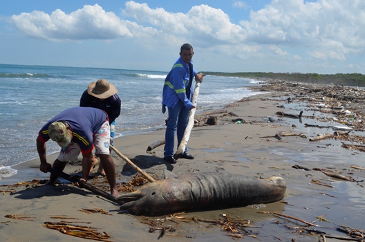 C.R.A REALIZÓ PROTOCOLO DE ENTERRAMIENTO DE DELFIN HALLADO EN PUNTA ROCA