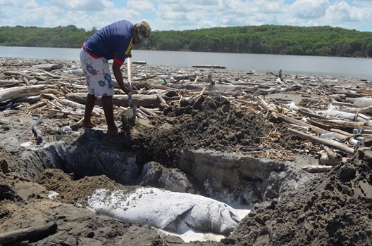 C.R.A REALIZÓ PROTOCOLO DE ENTERRAMIENTO DE DELFIN HALLADO EN PUNTA ROCA