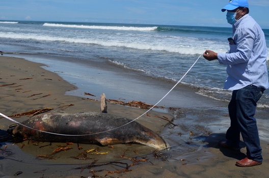 C.R.A REALIZÓ PROTOCOLO DE ENTERRAMIENTO DE DELFIN HALLADO EN PUNTA ROCA