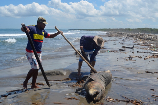 C.R.A REALIZÓ PROTOCOLO DE ENTERRAMIENTO DE DELFIN HALLADO EN PUNTA ROCA