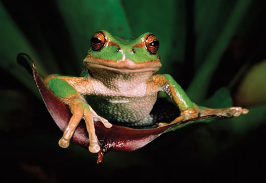 El 9 de noviembre DIA DE LOS PARQUES NACIONALES NATURALES DE COLOMBIA 