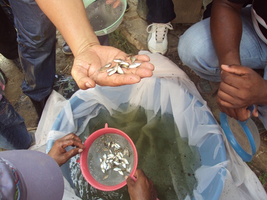 Inicia repoblamiento del Guájaro con alevinos de Bocachico. Primera fase, en Aguada de Pablo.