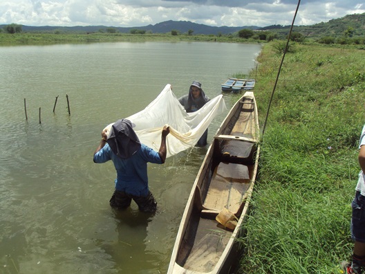 Inicia repoblamiento del Guájaro con alevinos de Bocachico. Primera fase,  en Aguada de Pablo.